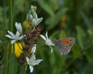 Kk Zpzp Perisi (Coenonympha pamphilus)