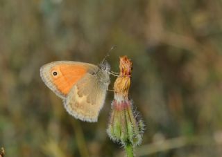 Kk Zpzp Perisi (Coenonympha pamphilus)