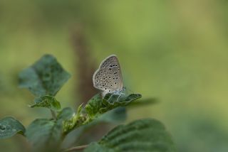 Ege Zpzp (Pyrgus melotis)