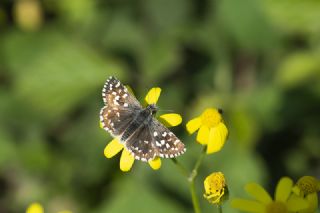 Ege Zpzp (Pyrgus melotis)