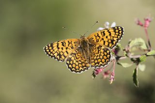 Benekli Byk parhan (Melitaea phoebe)