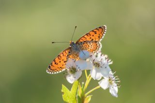 Hatayl parhan (Melitaea collina)