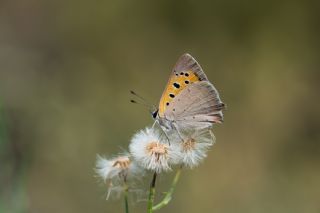 Benekli Bakr Gzeli (Lycaena phlaeas)