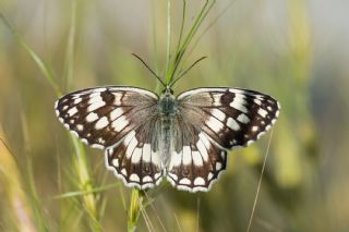 Anadolu Melikesi (Melanargia larissa)