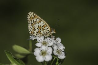 Benekli Byk parhan (Melitaea phoebe)