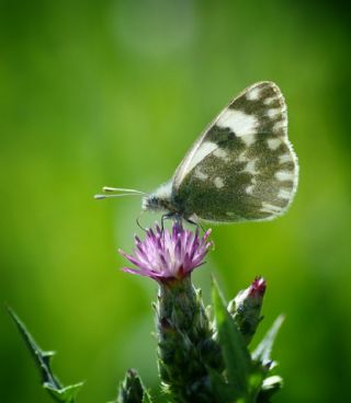Yeni Beneklimelek (Pontia edusa)