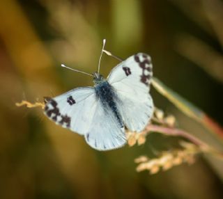 Yeni Beneklimelek (Pontia edusa)