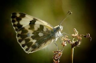 Yeni Beneklimelek (Pontia edusa)