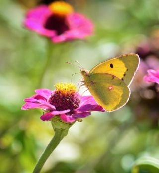 Sar Azamet (Colias croceus)