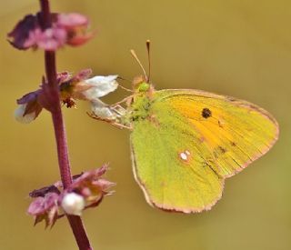 Sar Azamet (Colias croceus)