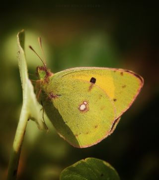Sar Azamet (Colias croceus)