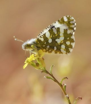 Da Oykls (Euchloe ausonia)