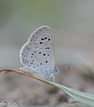 Karsandra (Zizeeria karsandra)