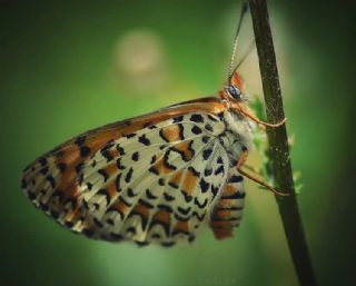 Gzel parhan (Melitaea trivia)