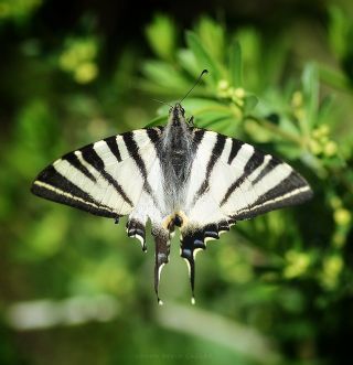 Erik Krlangkuyruk (Iphiclides podalirius)