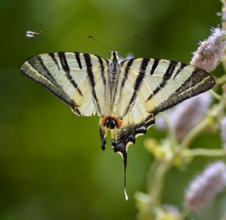 Erik Krlangkuyruk (Iphiclides podalirius)