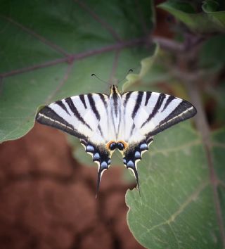 Erik Krlangkuyruk (Iphiclides podalirius)