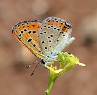 Kk Ate Gzeli (Lycaena thersamon)