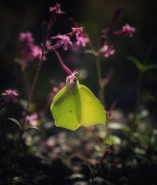 Orakkanat (Gonepteryx rhamni)