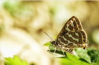 eytanck (Cigaritis acamas)