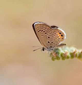 Mcevher Kelebei (Chilades trochylus)
