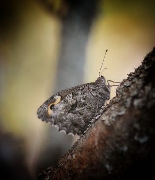 Anadolu Kzlmelei (Hipparchia pellucida)