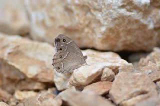 Beyaz Bandl Karamelek (Hipparchia parisatis)