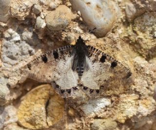 Yalanc Apollo (Archon apollinus)