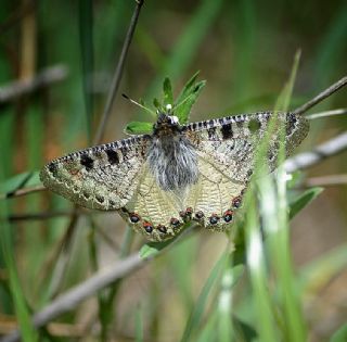 Yalanc Apollo (Archon apollinus)