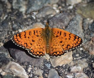 Hatayl parhan (Melitaea collina)