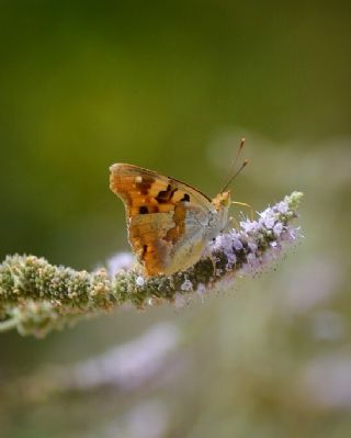 Anadolu ehzadesi (Thaleropis ionia)