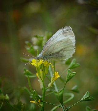 Yalanc Beyazmelek (Pieris pseudorapae)