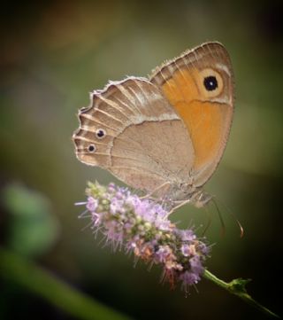 Ar Esmerperisi (Hyponephele wagneri)