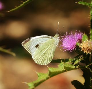 Byk Beyazmelek  (Pieris brassicae)