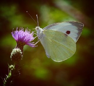 Byk Beyazmelek  (Pieris brassicae)