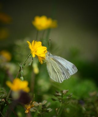 Yalanc Beyazmelek (Pieris pseudorapae)