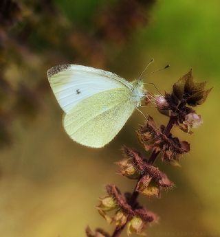 Kk Beyazmelek (Pieris rapae)