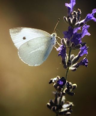 Kk Beyazmelek (Pieris rapae)