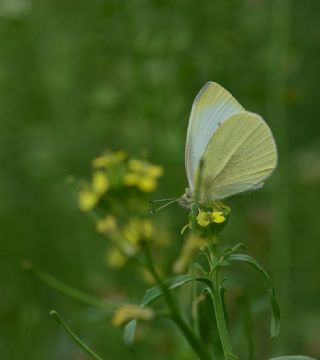Kk Beyazmelek (Pieris rapae)