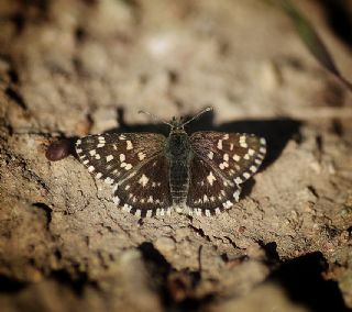 Ege Zpzp (Pyrgus melotis)