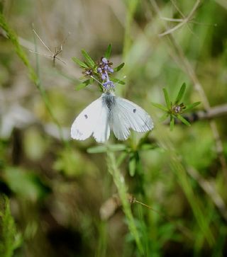 Turuncu Ssl (Anthocharis cardamines)