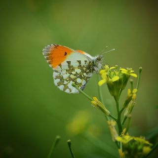 Turuncu Ssl (Anthocharis cardamines)