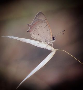 Benekli Bakr Gzeli (Lycaena phlaeas)