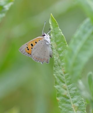 Benekli Bakr Gzeli (Lycaena phlaeas)