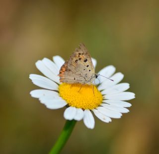 Benekli Bakr Gzeli (Lycaena phlaeas)