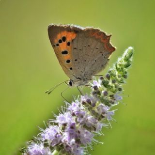 Benekli Bak�r G�zeli&nbsp;(Lycaena&nbsp;phlaeas)