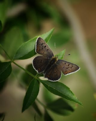 sli Bakr Gzeli (Lycaena tityrus)