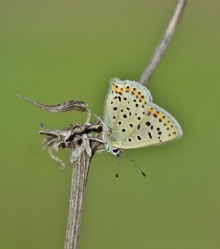 sli Bakr Gzeli (Lycaena tityrus)