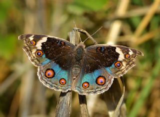 Dicle Gzeli (Junonia orithya)