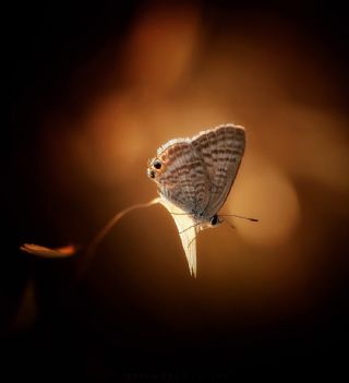 Lampides&nbsp;(Lampides&nbsp;boeticus)